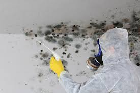 Best Comprehensive Air Testing for Mold Contaminants  in Pukalani, HI